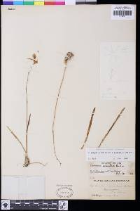 Image of Encyclia bractescens