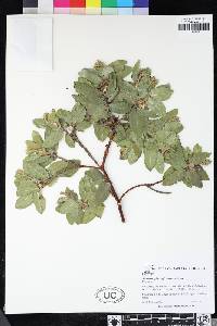 Arctostaphylos regismontana image