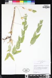 Pycnanthemum californicum image