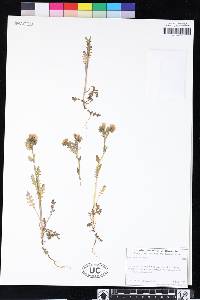 Phacelia ciliata image