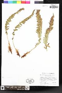 Polystichum scopulinum image