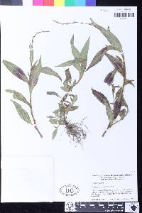 Persicaria punctata image