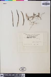Mycaranthes pannea image