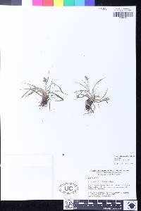 Luzula subsessilis image