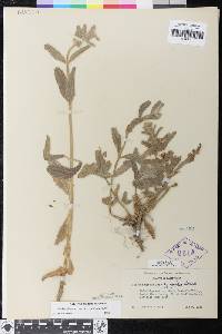 Stachys ajugoides image