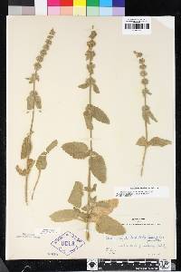 Stachys rigida var. rigida image