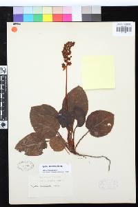 Pyrola asarifolia image