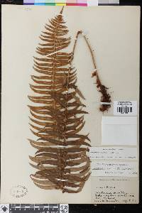 Polystichum munitum image