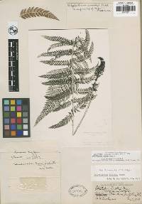 Polystichum dudleyi image