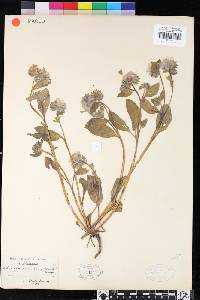 Phacelia divaricata image