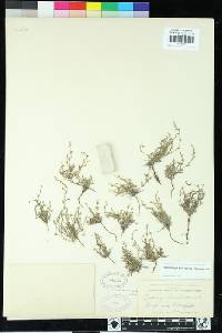 Pectocarya anisocarpa image