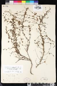 Antirrhinum vexillocalyculatum subsp. vexillocalyculatum image