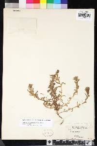 Castilleja ambigua subsp. ambigua image