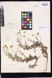 Eriophyllum lanatum var. arachnoideum image