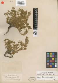 Lupinus cusickii subsp. brachypodus image