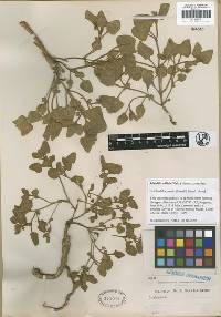 Mirabilis albida image