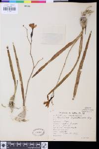 Image of Encyclia argentinensis