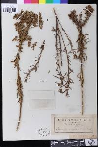 Euphorbia pithyusa image