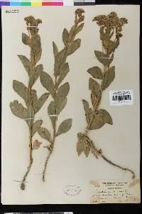 Lepidium draba image