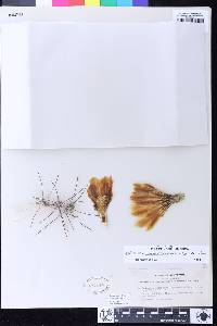 Sclerocactus polyancistrus image