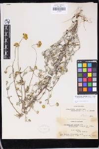 Eriophyllum lanatum var. arachnoideum image