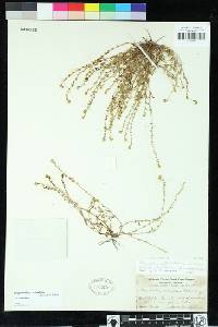 Plagiobothrys reticulatus var. reticulatus image