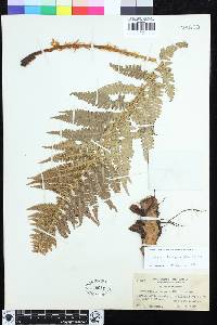 Dryopteris arguta image