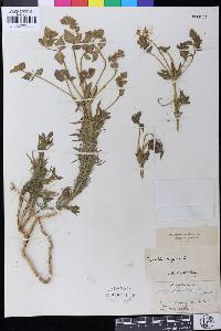 Euphorbia aleppica image