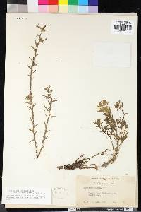 Castilleja applegatei subsp. pallida image