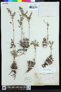 Dudleya abramsii subsp. setchellii image