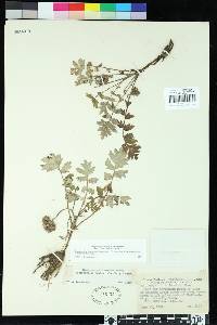 Hydrophyllum occidentale image