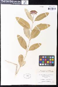 Asclepias purpurascens image