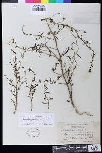 Antirrhinum vexillocalyculatum subsp. vexillocalyculatum image