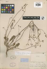 Eriogonum truncatum image