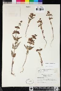 Collinsia heterophylla image