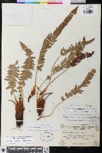 Polystichum scopulinum image