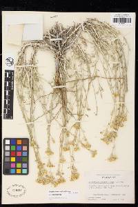 Eriophyllum confertiflorum var. confertiflorum image