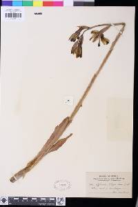 Chloraea piquichen image