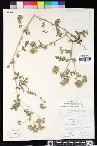 Phacelia ramosissima image