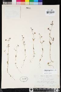 Collinsia sparsiflora image