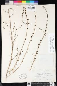 Antirrhinum vexillocalyculatum subsp. breweri image