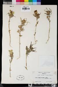 Antirrhinum confertiflorum image