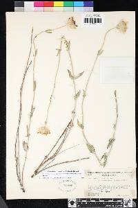 Monardella linoides subsp. anemonoides image