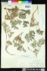 Hydrophyllum alpestre image