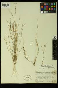 Aristida californica image