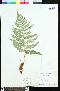 Dryopteris marginalis image