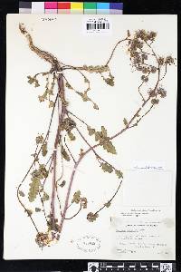 Phacelia crenulata var. crenulata image
