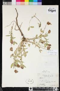 Trifolium productum image