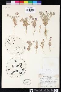 Phacelia curvipes image