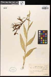 Habenaria macronectar image